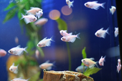 Kentucky Proposes Live Fish Transportation Permit