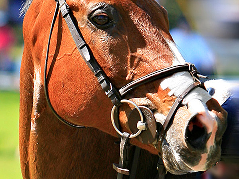 Equine Nasal Strips Do Work, Kansas State Reports