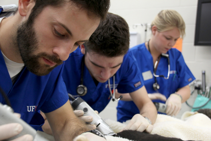 University of Florida’s Shelter Program Hits $11 Million in Grants from Maddie’s Fund