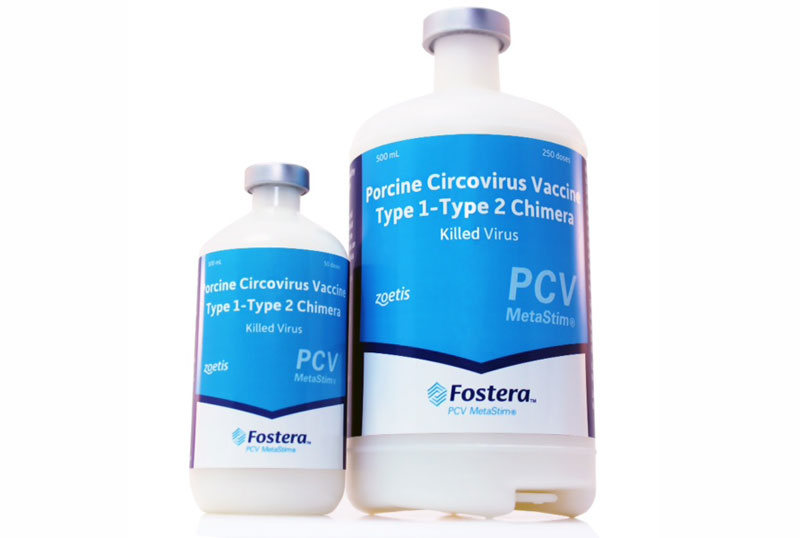 MetaStim Adjuvant Added to Swine Vaccine