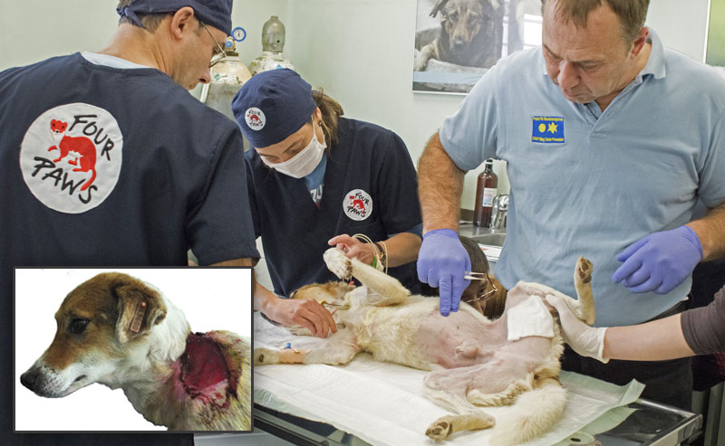 Four Paws Helps Injured Bulgarian Dog