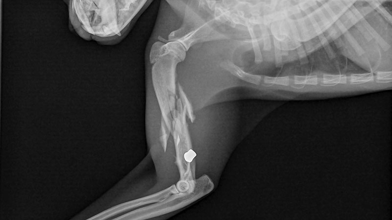 Going Broke, UC Davis Fracture Program Needs Help