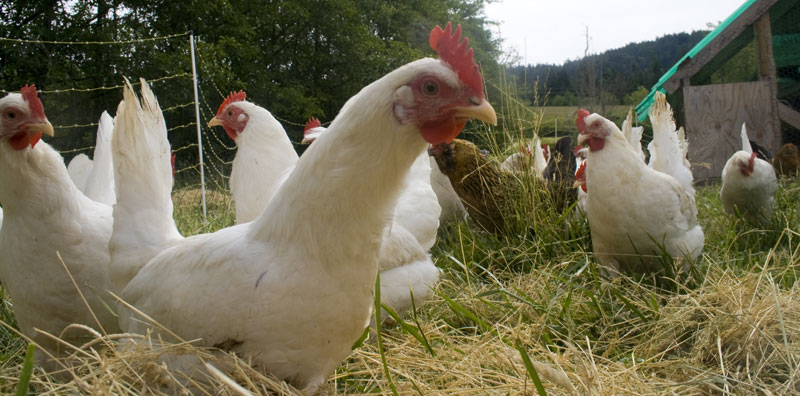 U.S. Orders Stockpile of Avian Flu Vaccine