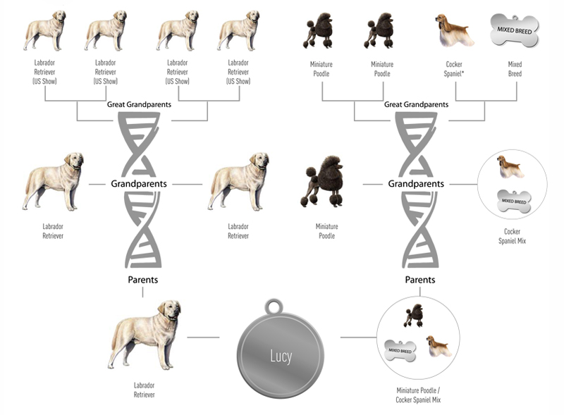 royal canin genetic health analysis