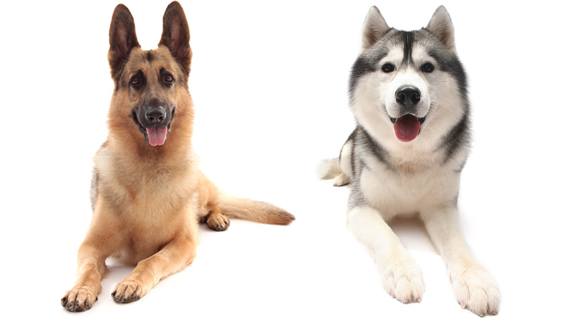 Veterinary World Comes to Consensus on Epilepsy