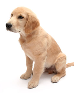 Researchers Report Higher Rates Of 5 Diseases Linked To Neuter