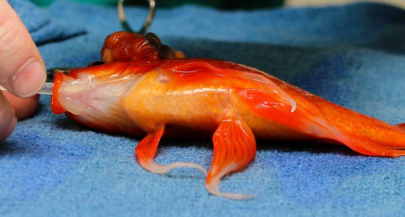 Veterinarian Wins High Praise for Saving Goldfish