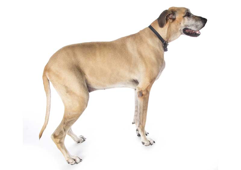Kindred Unsuccessful With First Canine Drug