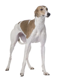 Study Shows Greyhounds Susceptible To ‘White-Coat Effect’