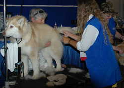 Massachusetts Bill Aims To Regulate Pet Groomers