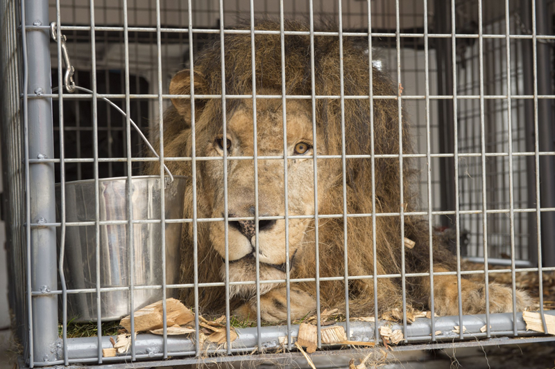 CSU Treats Rescued African Lion