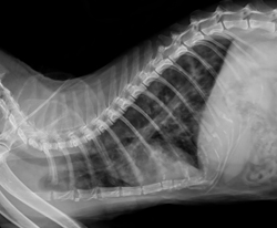 Feline Heartworm’s A Different Animal