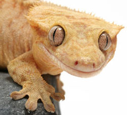 Effort To Ban Exotic Pets ‘Effectively Dead’