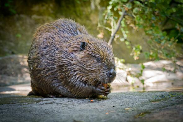 OSU Takes on Beaver Genome Project