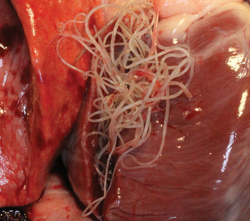 Heartworm Group Plans $200,000 in New Research