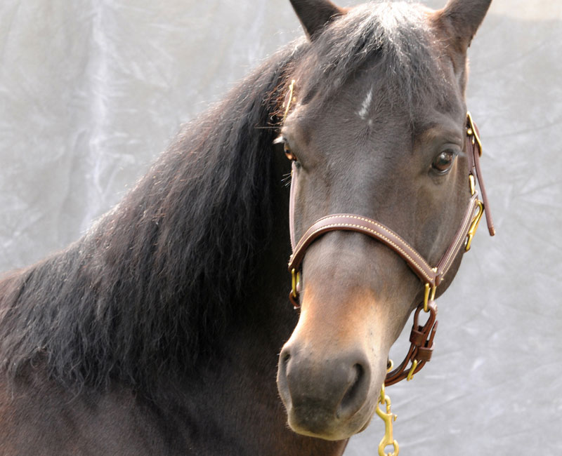 Equine Ulcer Drug Performs Well in Study