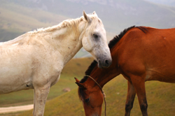 Vesicular Stomatitis Virus Found In Arizona