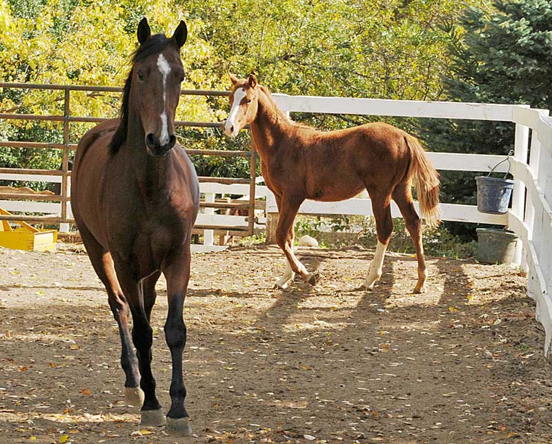 Virus Hits Livestock Hard in Colorado, Texas