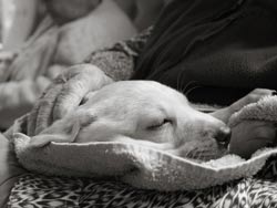 Banfield’s New Program Helps Pets Of Hospice Patients