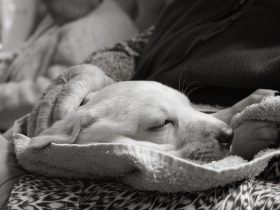 Veterinary Hospice Care Symposium To Debut