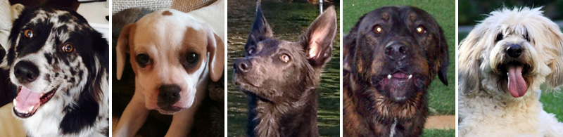 When Breeds Cross, Hybrid Dogs Appear