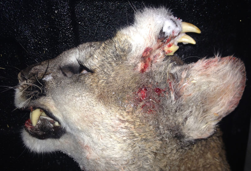 Cougar Hunter Makes Startling Discovery