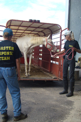 Equine Disaster Teams Reach Out In Hurricane Ike Aftermath