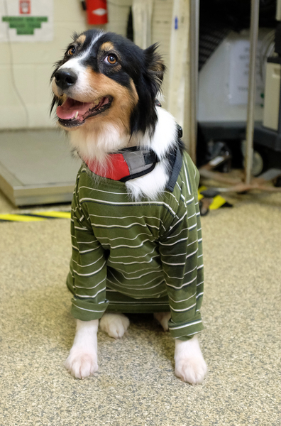 After Dog's Recovery, Tufts University Reminds Owners About the Need for Genetic Testing