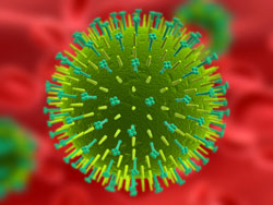 Swine Flu Not Present In U.S. Pigs; Veterinary Precautions Still Encouraged