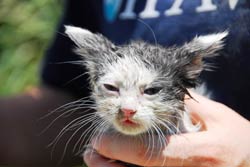 Number Of Displaced Pets Climbs At Midwest Emergency Shelters