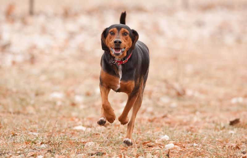 Rabies Booster Works in Some Exposed Pets