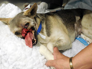 UC Davis Veterinarians Nurse Disfigured Dog Back To Health