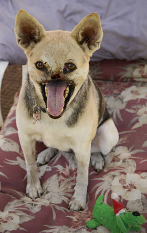 Filipino Hero Dog Ready To Return Home