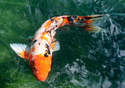 Non-Native Species Bill Needs Changes, Sponsor Says