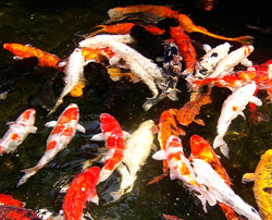 Koi Herpes Virus Outbreak Reported In Belgium