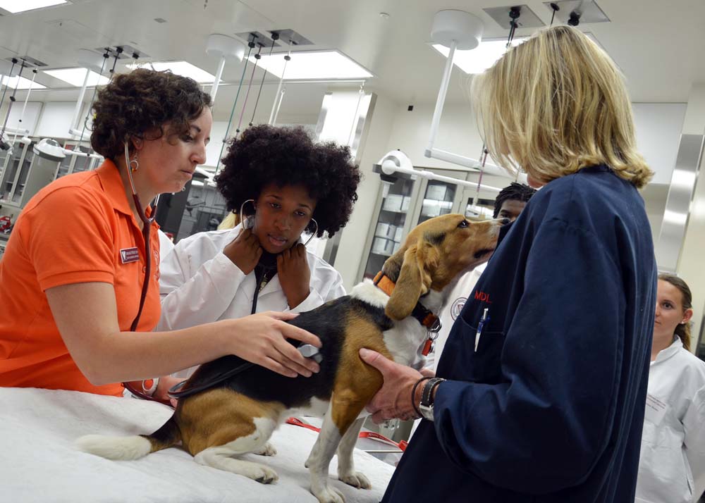 Virginia Tech Holds Inaugural Veterinary Medicine Science Camp