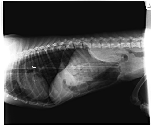 Round Up Those Pet X-rays