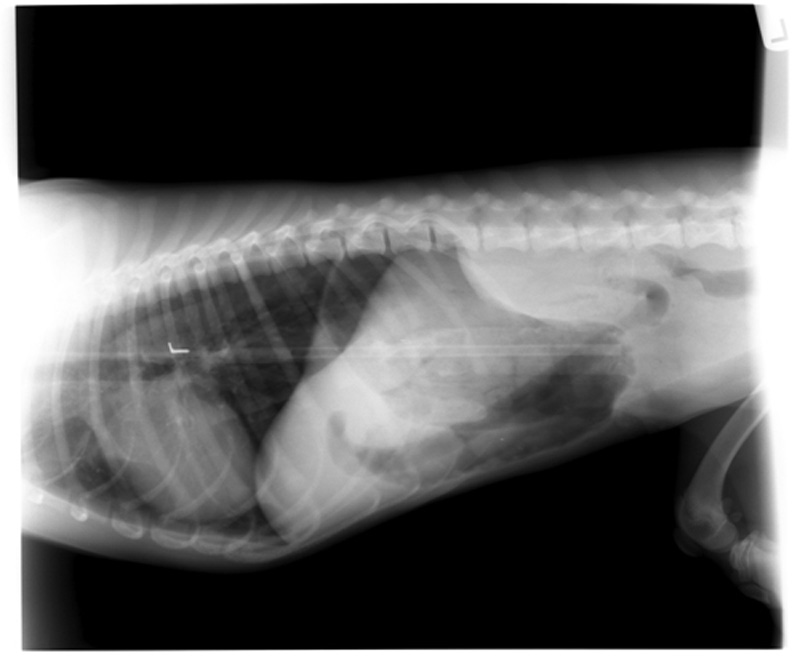 They Ate What? Pet X-Ray Contest 2012 Winners