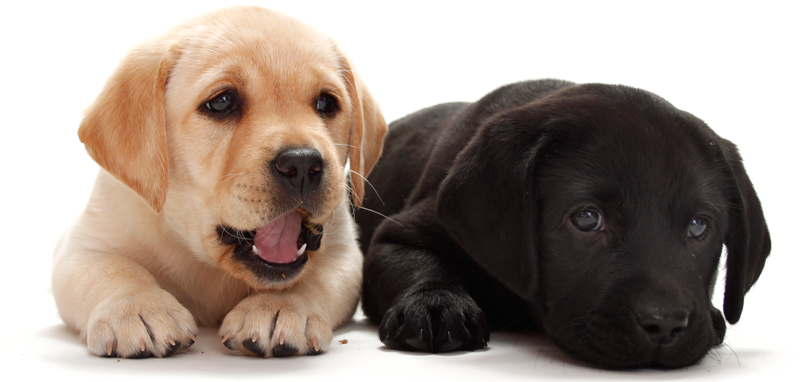 Pet Insurance Industry Laps Up New Law