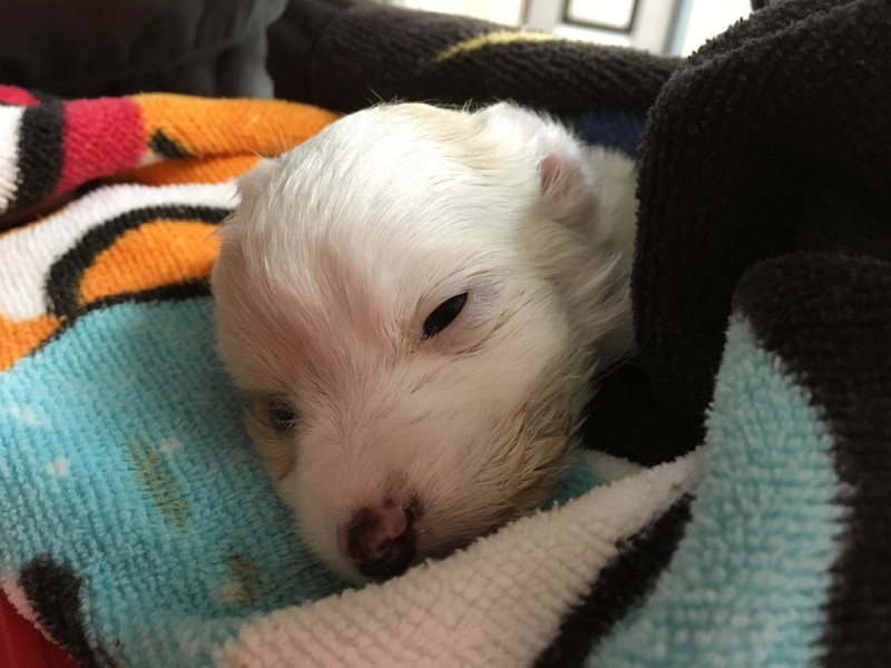 Veterinarian Saves Puppy That Weighed Only Half a Pound