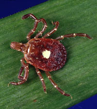 Ticks On March Across United States