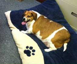 Therapeutic Diets: Improving Pets’ Quality Of Life