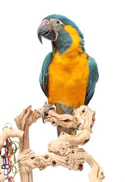 ‘Endangered’ Label Restricts Sales of Blue-throated Macaw