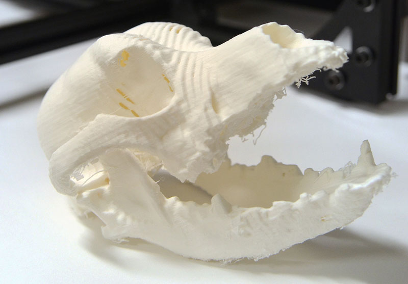 Vet School’s 3-D Printer Adds Personal Touch