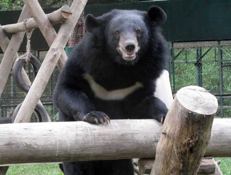 U.K. Vets Remove Cataracts in Asian Bear
