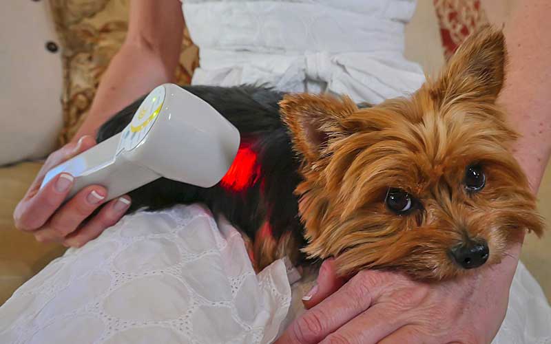 Multi Radiance Launches Laser Rental for Pet Owners