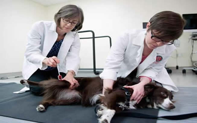 Study: Dogs with Spinal Cord Injuries May Require Customized Treatments