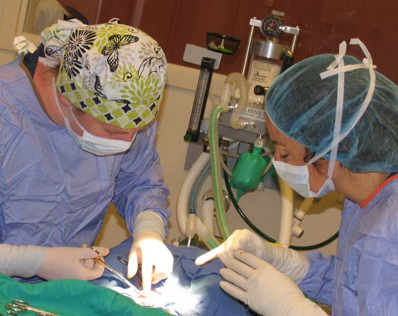 Humane Alliance Spay/Neuter School Expands