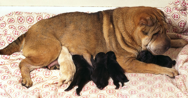 U.S. Unveils Canine Brucellosis Best Practices