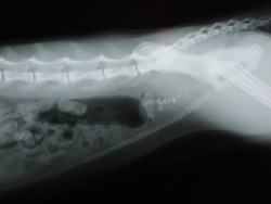 Feline Nutrition: In Search Of Top Performance